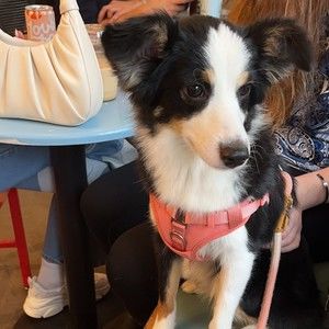 Meet your Posher, Rachel